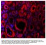 Goat Anti-Rabbit IgG(H+L), Mouse/Human ads-TRITC
