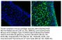 Rabbit F(ab')2 Anti-Mouse IgG(H+L), Human ads-BIOT