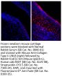Rabbit F(ab')2 Anti-Mouse IgG(H+L), Human ads-BIOT