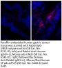 Rabbit Anti-Human IgG(H+L), Mouse ads-UNLB