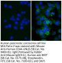 Rabbit Anti-Mouse IgG(H+L), Human ads-BIOT