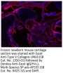 Donkey Anti-Goat IgG(H+L), Multi-Species SP ads-AF555