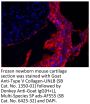 Donkey Anti-Goat IgG(H+L), Multi-Species SP ads-AF555