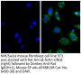 Donkey Anti-Rat IgG(H+L), Mouse SP ads-AF488