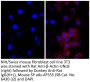 Donkey Anti-Rat IgG(H+L), Mouse SP ads-AF555