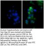 Donkey Anti-Rabbit IgG(H+L), Mouse/Rat/Human SP ads-FITC