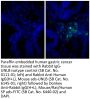 Donkey Anti-Rabbit IgG(H+L), Mouse/Rat/Human SP ads-FITC