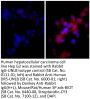 Donkey Anti-Rabbit IgG(H+L), Mouse/Rat/Human SP ads-BIOT
