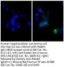 Donkey Anti-Rabbit IgG(H+L), Mouse/Rat/Human SP ads-AF488