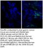 Donkey Anti-Rabbit IgG(H+L), Mouse/Rat/Human SP ads-AF488