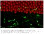 Mouse Anti-Chicken Monocyte/Macrophage-UNLB