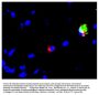 Mouse Anti-Chicken Monocyte/Macrophage-UNLB