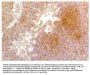Mouse Anti-Chicken Monocyte/Macrophage-UNLB