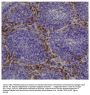 Mouse Anti-Chicken Monocyte/Macrophage-UNLB