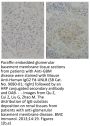 Mouse Anti-Human IgG2 Fd-UNLB