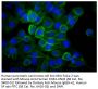 Mouse Anti-Human CD44-UNLB