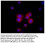 Mouse Anti-Human CD44-UNLB