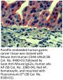 Mouse Anti-Human CD44-UNLB