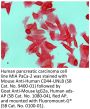 Mouse Anti-Human CD44-UNLB