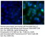 Mouse Anti-Human CD44-BIOT