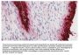 Mouse Anti-Human CD55-UNLB
