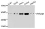 Anti-PRKAB1 antibody (100-200) (STJ110230)