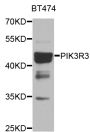 Anti-PIK3R3 antibody (1-230) (STJ110251)