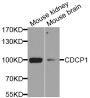Anti-CDCP1 antibody (30-343) (STJ110553)