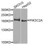 Anti-PIK3C2A antibody (1-200) (STJ110824)