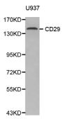 Anti-ITGB1 antibody (1-728) (STJ111129)