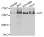 Anti-ULk1 antibody (350-450) (STJ111271)