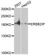 Anti-ERBB2IP antibody (1152-1371) (STJ111318)