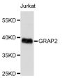 Anti-GRAP2 antibody (1-330) (STJ111408)