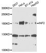 Anti-INF2 antibody (1-190) (STJ112078)
