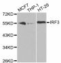 Anti-IRF3 antibody (100-200) (STJ112965)