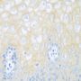 Anti-CDH1 antibody (373-622) (STJ113165)