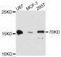 Anti-FABP7 antibody (1-132) (STJ113209)