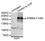 Anti-Phospho-ERBB4-Y1284 antibody