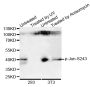 Anti-Phospho-JUN-S243 antibody (STJ22208)