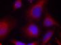 Anti-Phospho-MARCKS-S158 antibody (STJ22279)