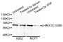 Anti-Phospho-MEF2C-S396 antibody (STJ22289)