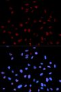 Anti-Phospho-MET-Y1235 antibody (STJ22293)