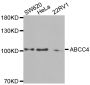 Anti-ABCC4 antibody (1067-1325) (STJ22460)