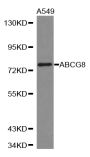 Anti-ABCG8 antibody (1-320) (STJ22469)