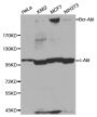 Anti-ABL1 antibody (1000-1130) (STJ22472)
