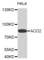 Anti-ACO2 antibody (501-780) (STJ22487)