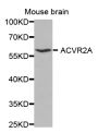 Anti-ACVR2A antibody (20-513) (STJ22506)