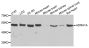Anti-ADRA1A antibody (346-475) (STJ22529)