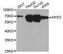 Anti-AHSG antibody (19-300) (STJ22552)