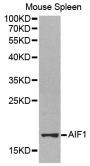 Anti-AIF1 antibody (1-147) (STJ22554)
